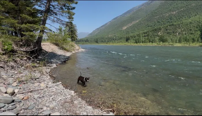 North Fork Flathead River Campground/Boat Landing Picture 8