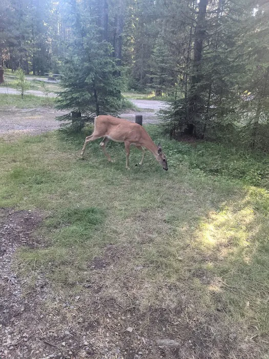 Bowman Lake Campground Picture 9