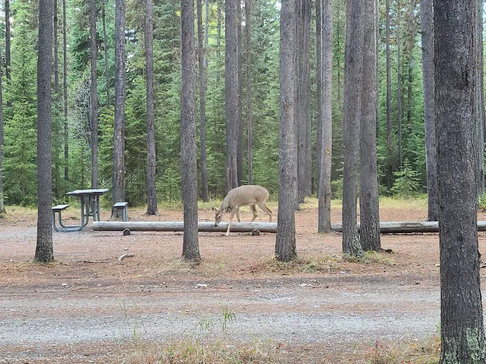 Bowman Lake Campground Picture 2