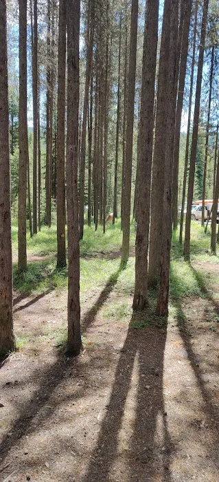 Bowman Lake Campground Picture 7