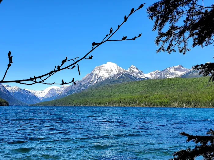Bowman Lake Campground Picture 4