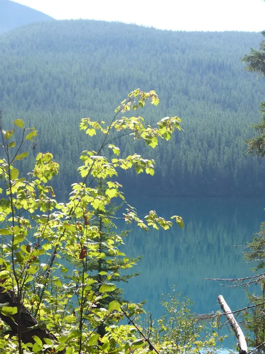 Head Bowman Lake Campground Picture 2