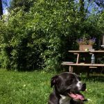 Jocko Hollow Campground