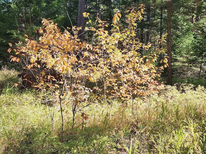 Charles Waters Campground Picture 6