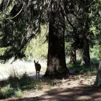 Glover Campground ico