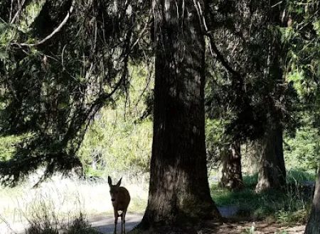 Glover Campground