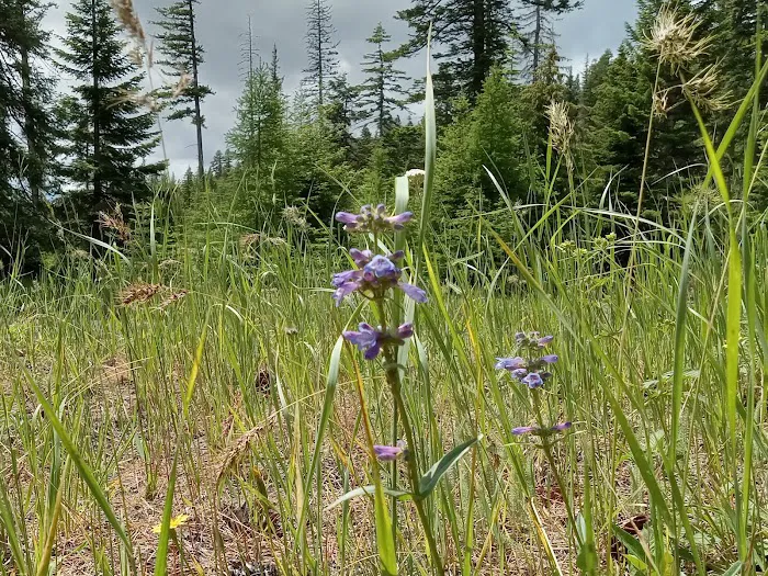 Alder Thicket Campground Picture 5