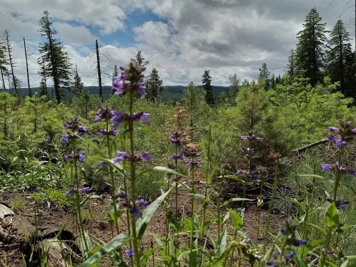 Alder Thicket Campground Picture 6