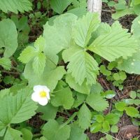 Alder Thicket Campground ico