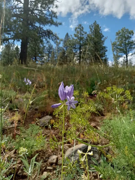 Alder Thicket Campground Picture 2