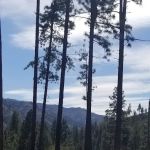 Wenaha -Tucannon Wilderness Dispersed Campground #6