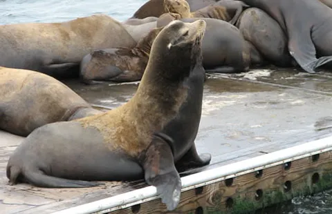 Moss Landing KOA Express Picture 8