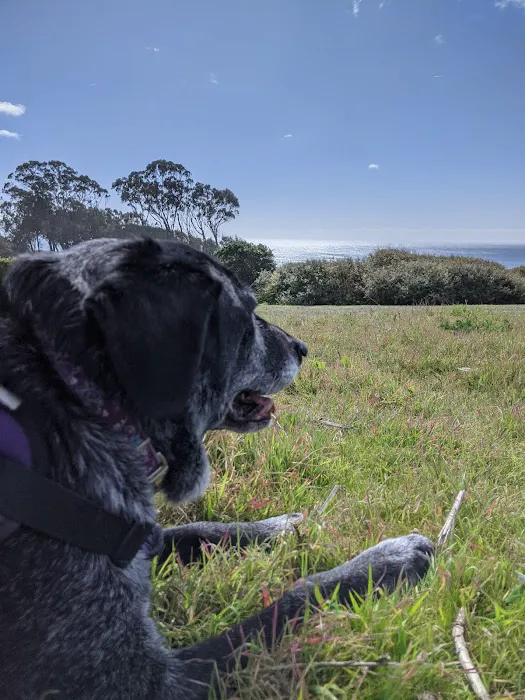 Manresa Uplands State Beach & Campground Picture 2