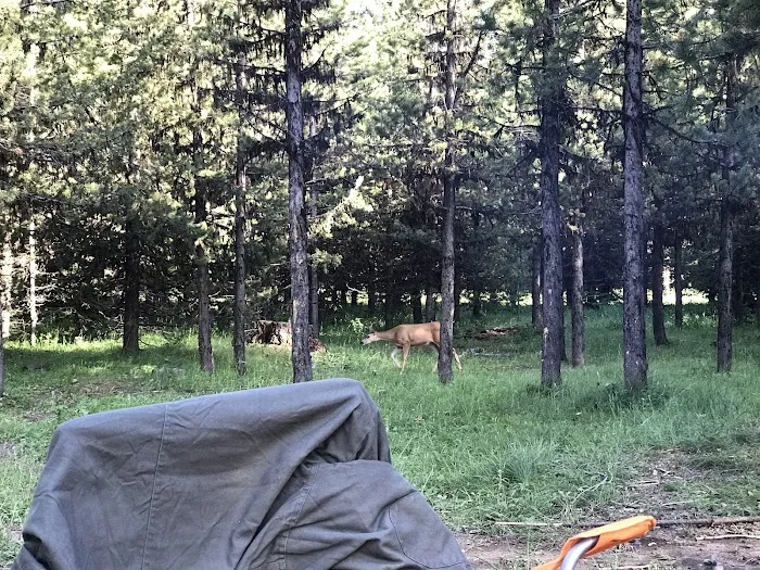 Coalmine Hill Campground Picture 7