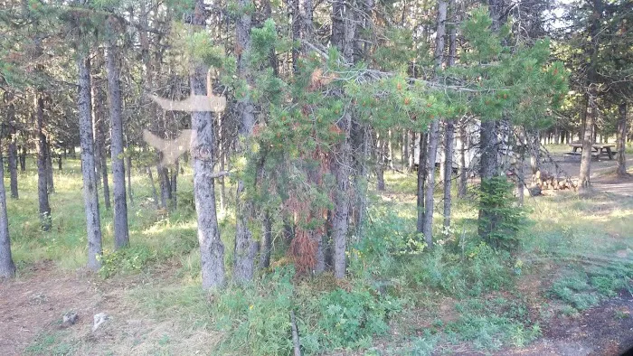 Coalmine Hill Campground Picture 4