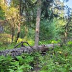 Cutsforth Campground