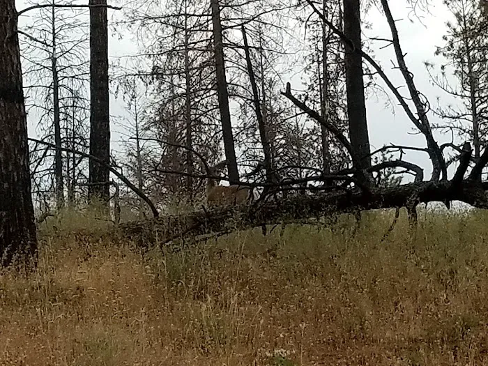 Malheur National Forest Wickiup Campground Picture 6