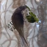 Mere’s Magic Rainbow Trout Farm
