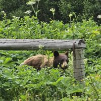 Head Glenns Lake Campground ico