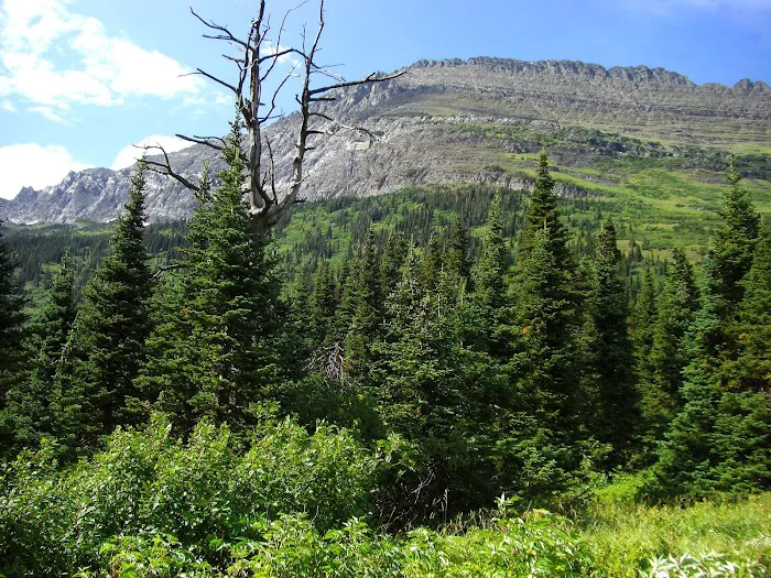 Gunsight Lake Campground Picture 8
