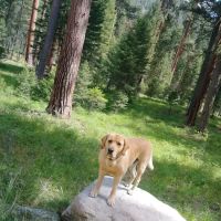 Harry's Flat Campground ico