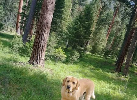 Harry's Flat Campground