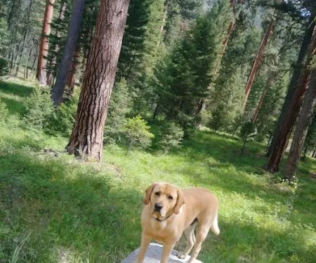 Harry's Flat Campground