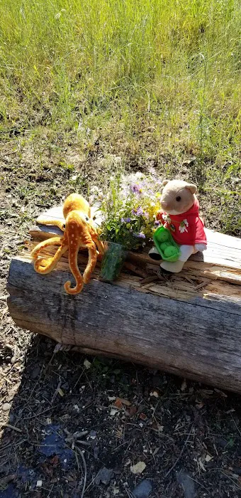 Harry's Flat Campground Picture 8