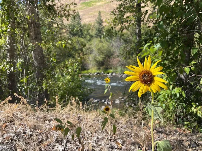 Grizz Flats Campground Picture 4
