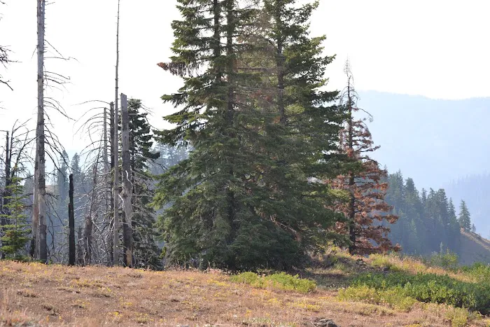 Godman Campground/Trailhead Picture 6