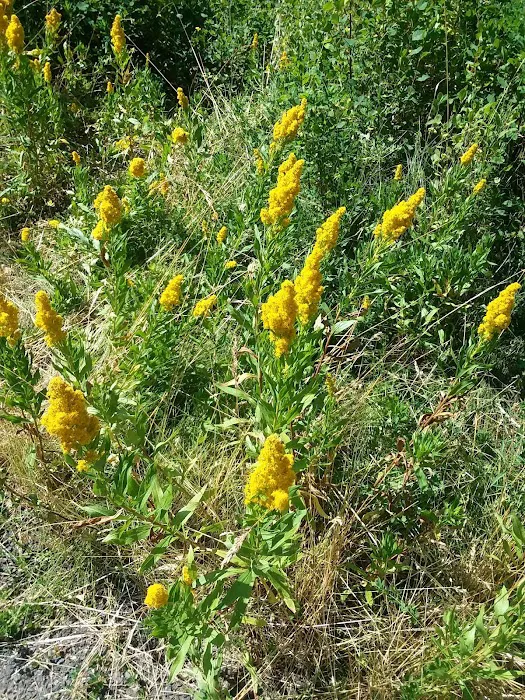 Trout Farm Campground Picture 6