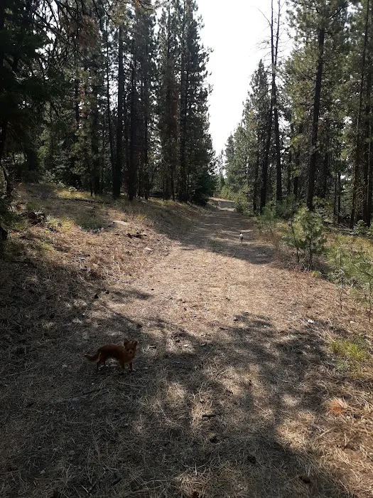 Little Crane Campground Picture 9