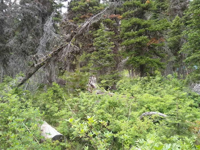 Atlantic Creek Campground Picture 6