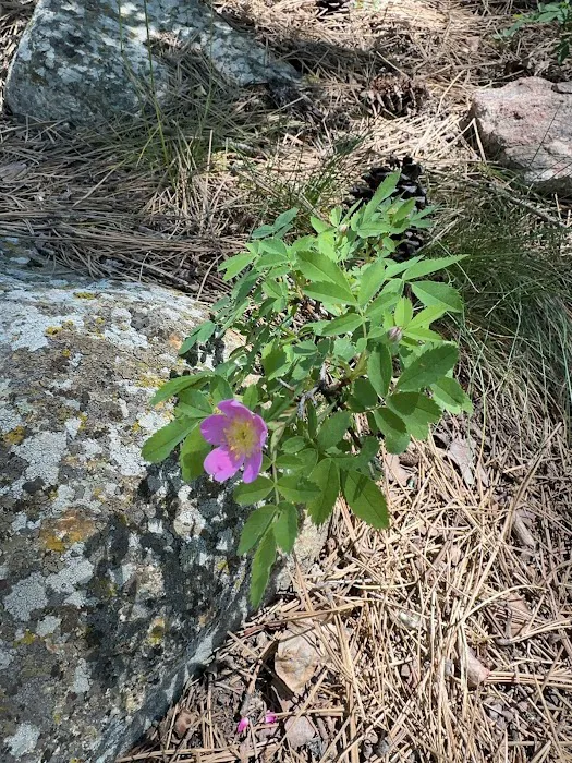 Upper Como Campground Picture 10