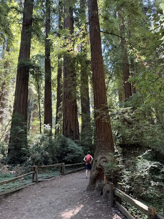 Henry Cowell Redwoods State Park Campground Picture 5