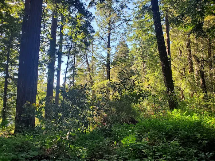 Henry Cowell Redwoods State Park Campground Picture 2