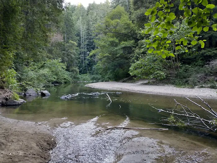 Henry Cowell Redwoods State Park Campground Picture 10