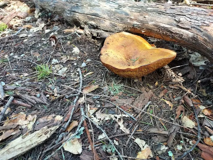 Henry Cowell Redwoods State Park Campground Picture 9