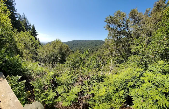 Henry Cowell Redwoods State Park Campground Picture 8