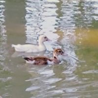 Longville lake ico