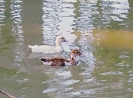 Longville lake