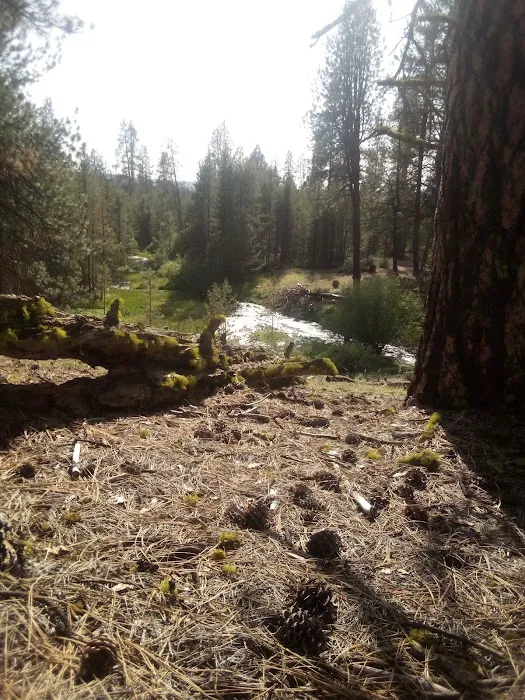Head of the River Campground Picture 3