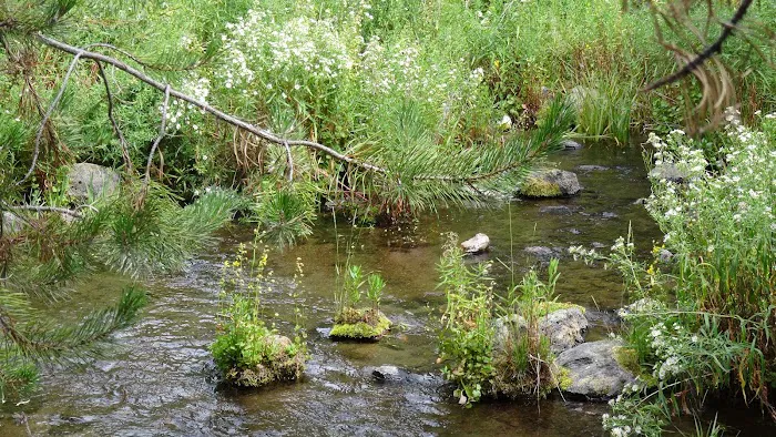 Head of the River Campground Picture 6