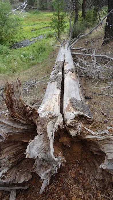 Head of the River Campground Picture 5