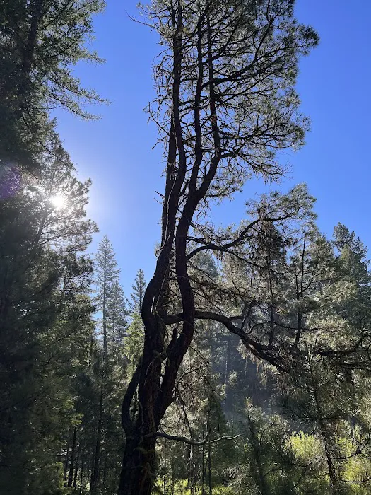 South Fork Campground Picture 1