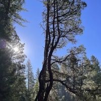 South Fork Campground ico