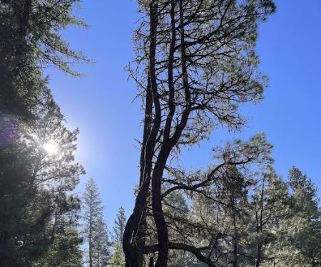 South Fork Campground