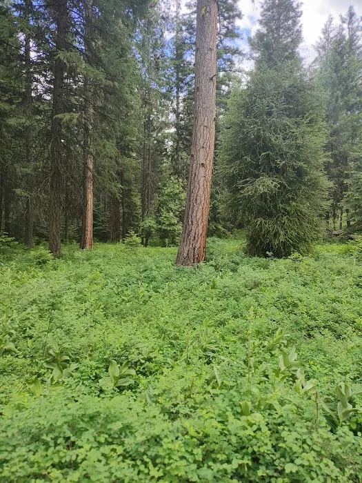Yellow Pine Campground Picture 5