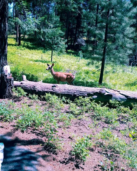 Yellow Pine Campground Picture 3
