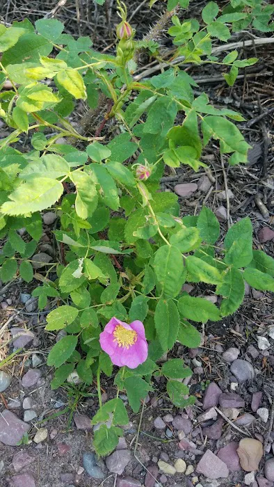 Placid Lake Campground Picture 7